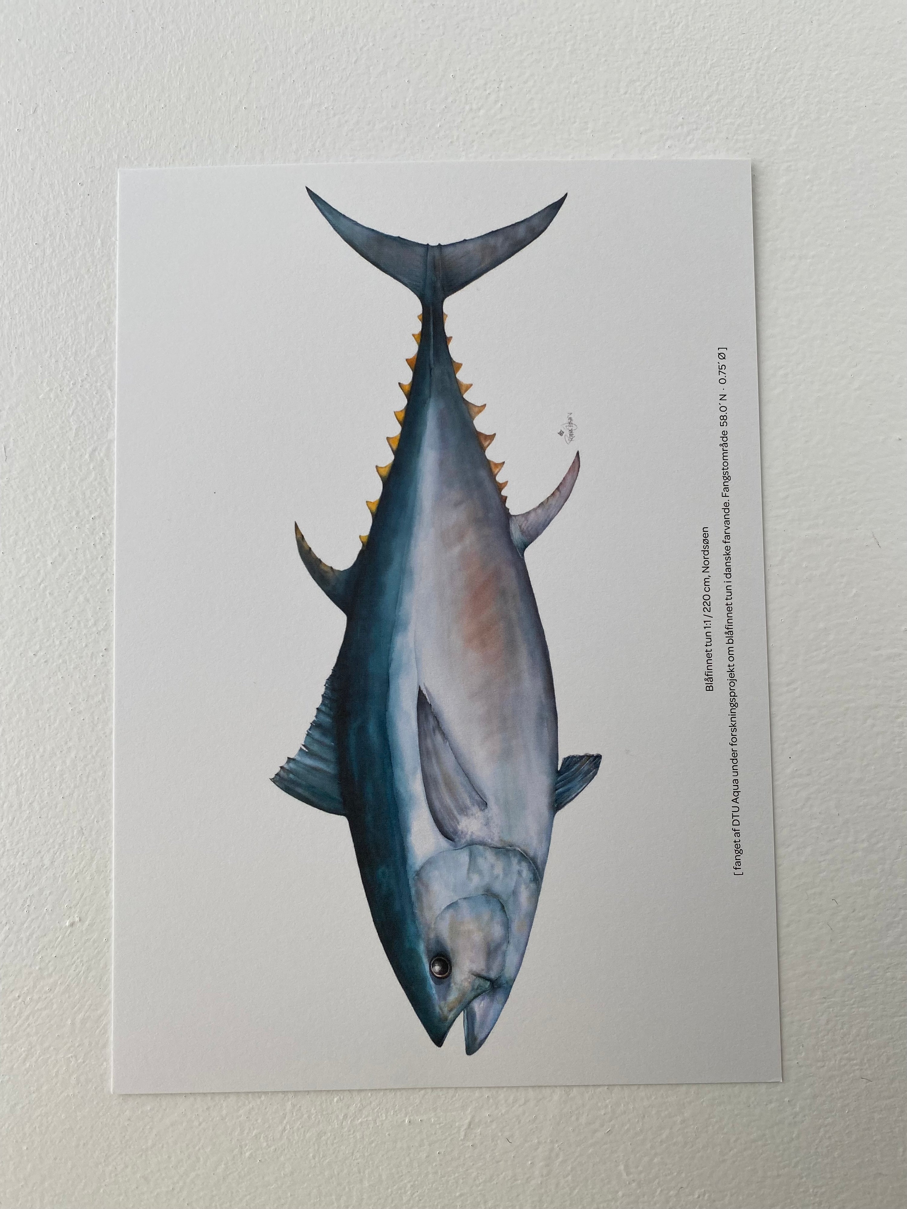 Blåfinnet tun, Nordsøen